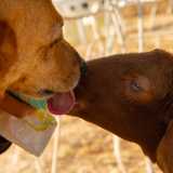 ...mentre il cane Pinky si avvicina furbescamente per leccare qualche goccia di latte sul muso dell�ovino